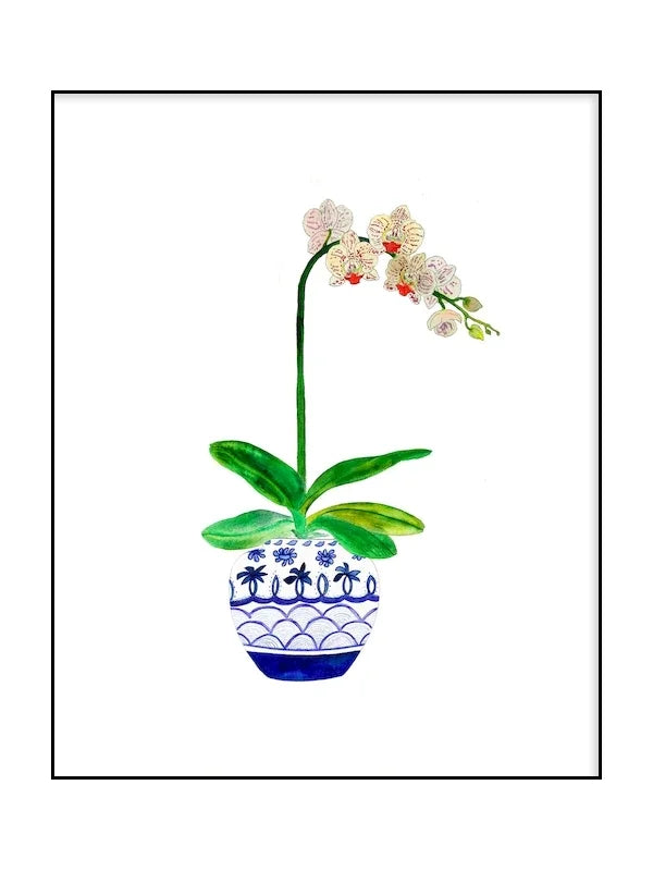Decorative illustration of an orchid in a blue and white pot on a white background